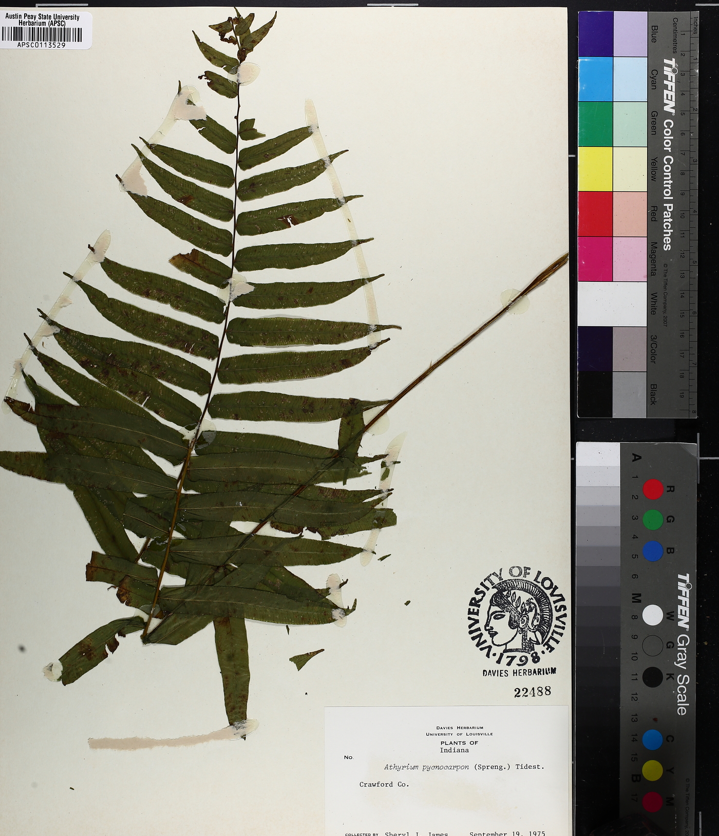 Diplaziopsis pycnocarpa image