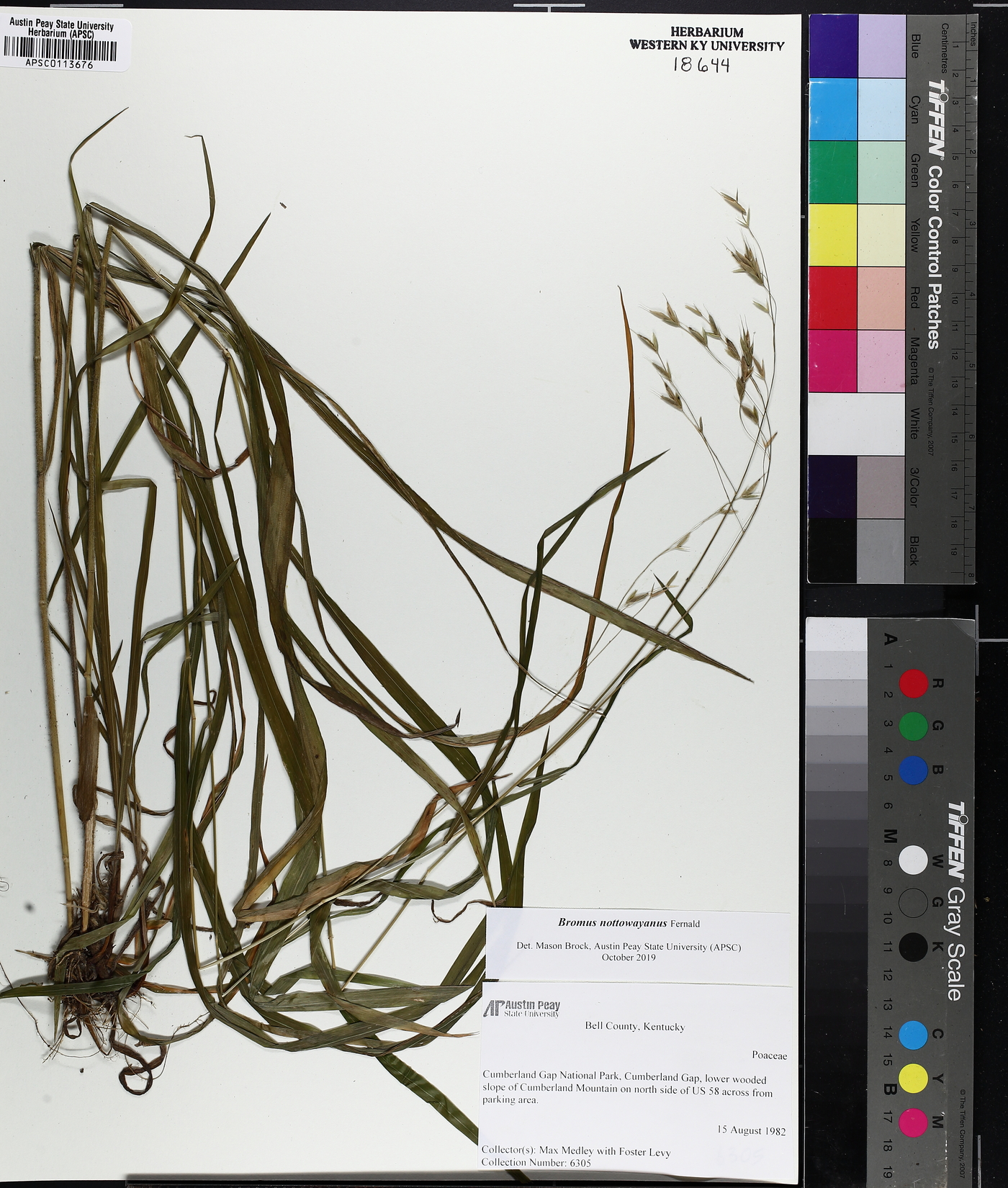 Bromus nottowayanus image