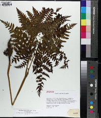 Pteridium aquilinum subsp. latiusculum image