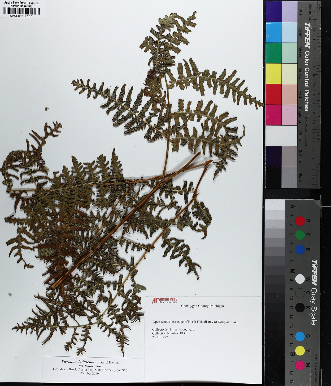 Pteridium aquilinum subsp. latiusculum image