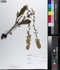 Solidago erecta image