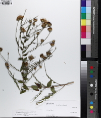 Symphyotrichum patens image