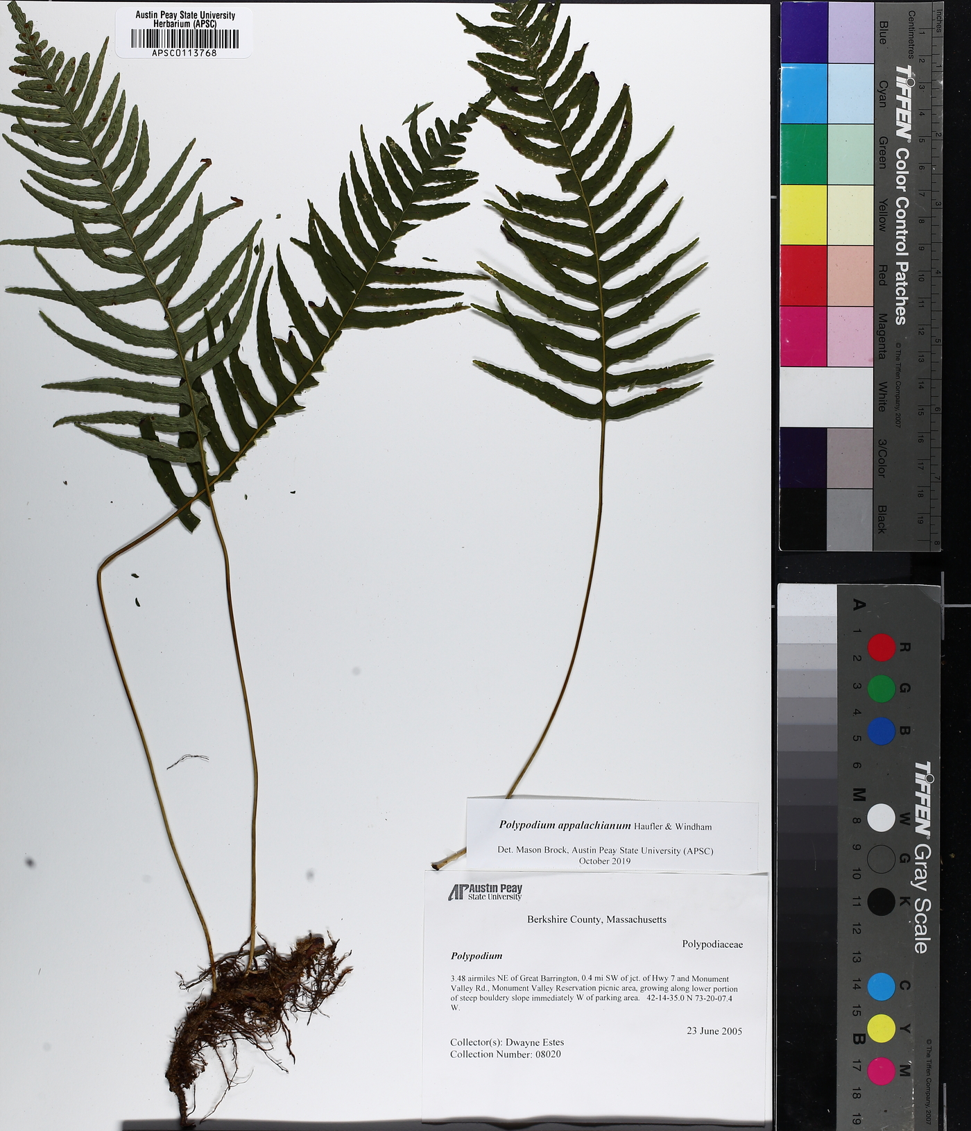 Polypodium appalachianum image