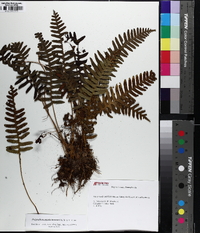 Polypodium appalachianum image