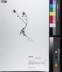 Ligustrum sinense image