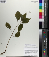 Circaea canadensis image