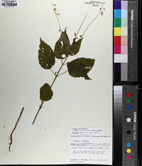 Circaea canadensis image