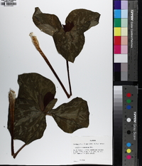 Trillium cuneatum image