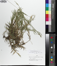 Urochloa ciliatissima image