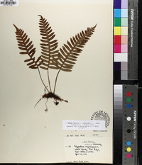 Polypodium appalachianum image