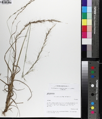 Aristida purpurascens image