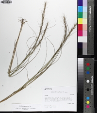 Aristida purpurascens image