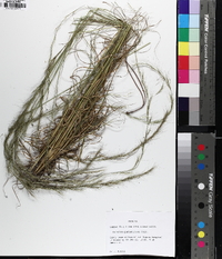 Aristida purpurascens image