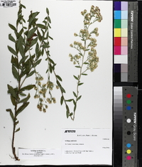 Solidago petiolaris image