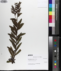 Lithospermum decipiens image