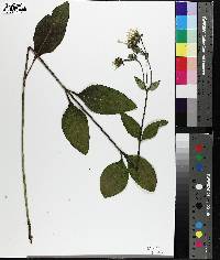 Silphium confertifolium image