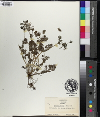 Corydalis flavula image