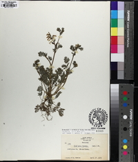 Corydalis flavula image