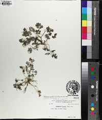 Corydalis flavula image