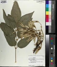 Fraxinus biltmoreana image