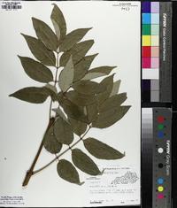 Fraxinus biltmoreana image