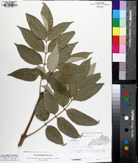 Fraxinus biltmoreana image