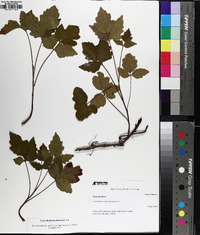 Toxicodendron pubescens image