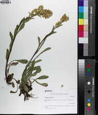 Solidago simplex image