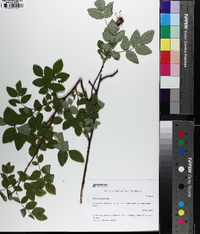 Rosa woodsii image