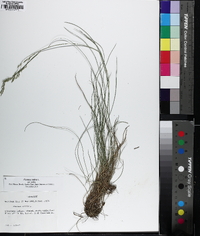 Festuca rubra image