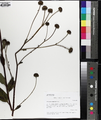 Helianthus silphioides image