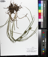 Carex louisianica image