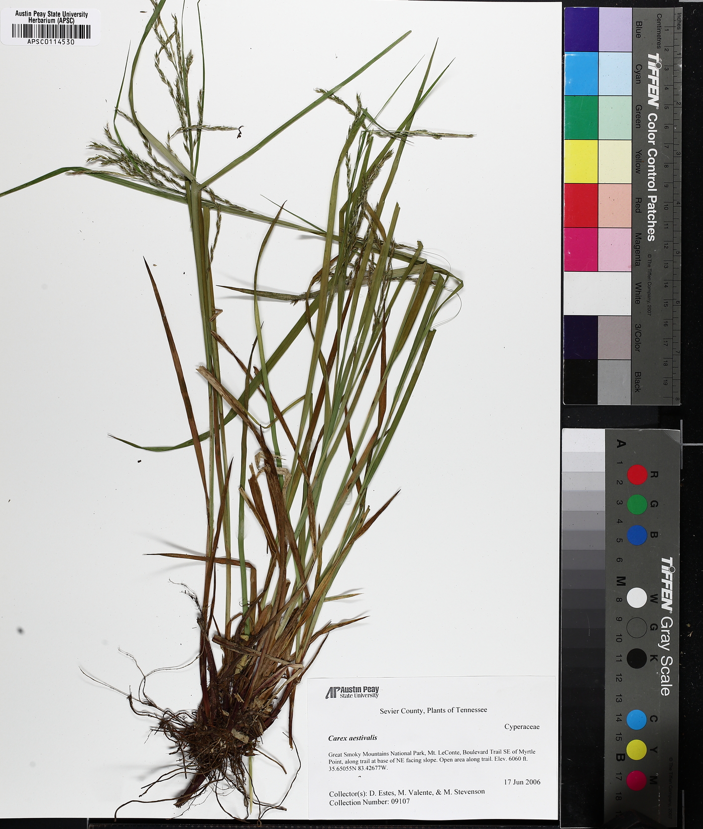 Carex flexuosa image