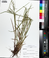 Carex flexuosa image