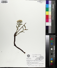 Lithospermum canescens image