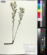 Lithospermum canescens image