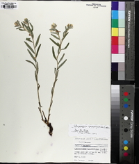 Lithospermum canescens image