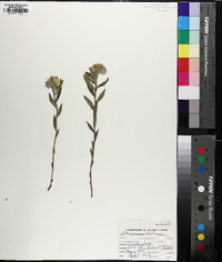 Lithospermum canescens image