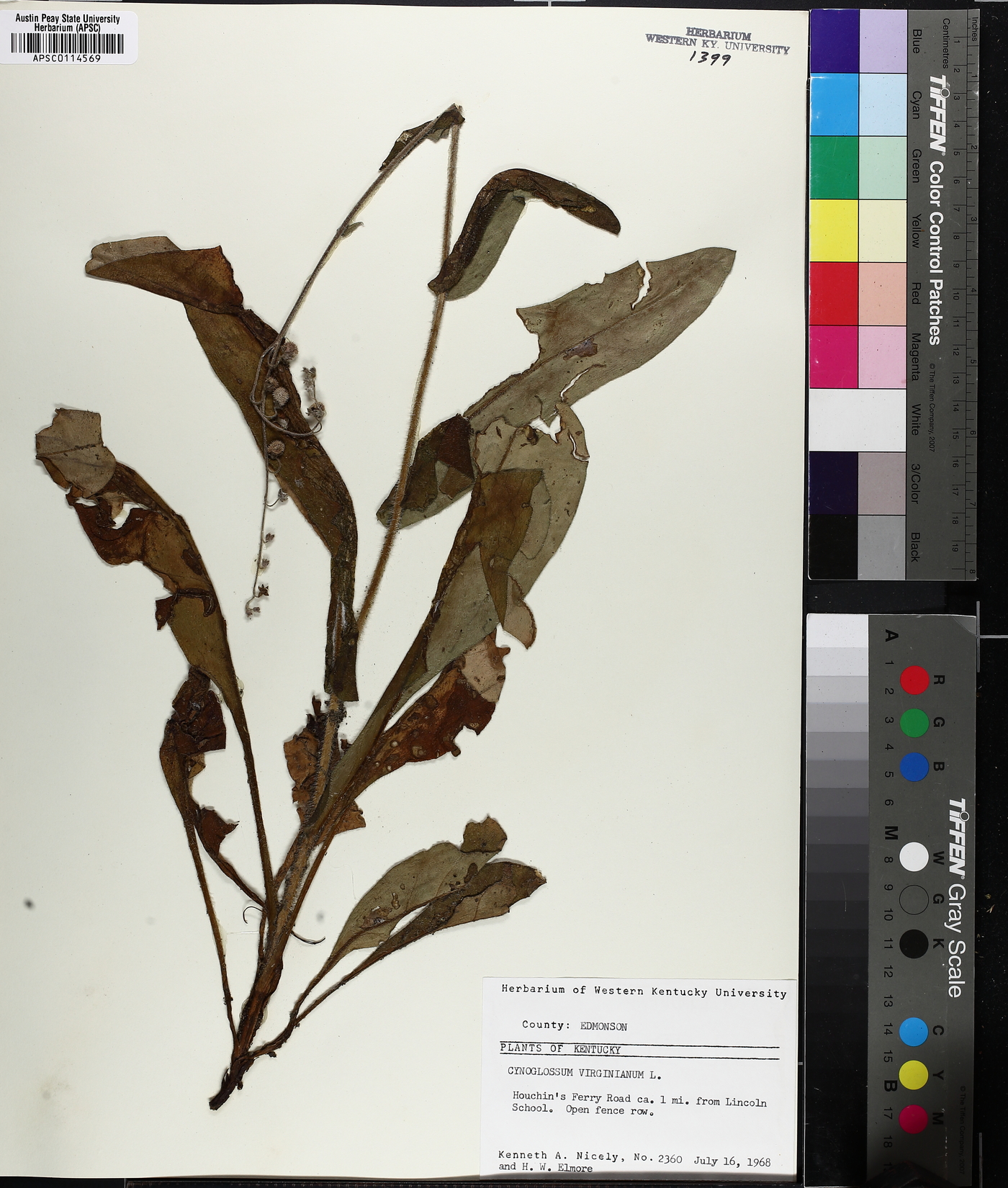 Andersonglossum image