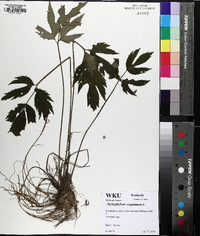 Ranunculus hispidus var. hispidus image