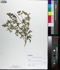 Lupinus caudatus image