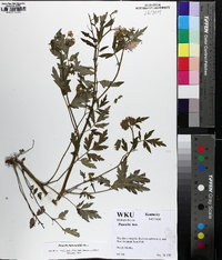 Phacelia bipinnatifida image