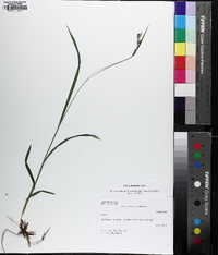 Carex hirtifolia image