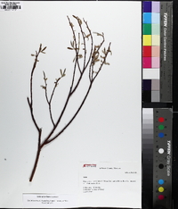 Salix geyeriana image