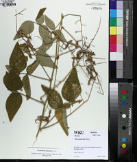 Desmodium canescens image