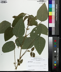 Desmodium canescens image