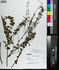 Desmodium marilandicum image