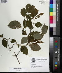 Philadelphus pubescens image