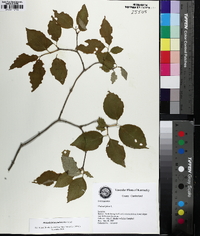 Philadelphus pubescens image