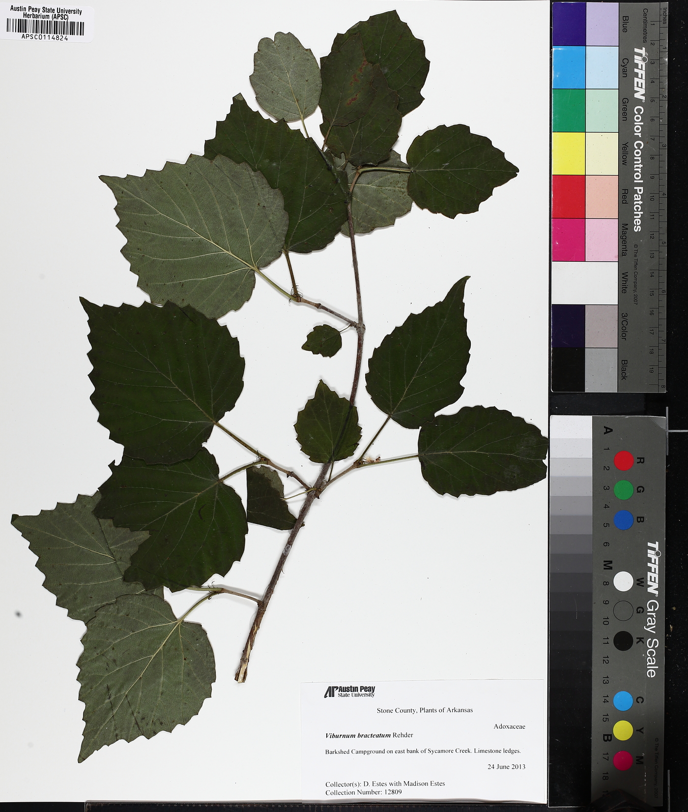 Viburnum bracteatum image